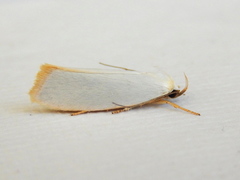 Xylorycta assimilis