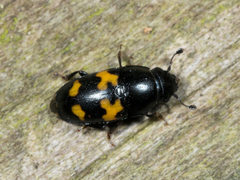 Glischrochilus fasciatus
