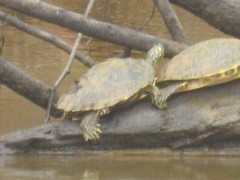 Graptemys flavimaculata