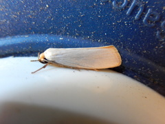 Xylorycta argentella