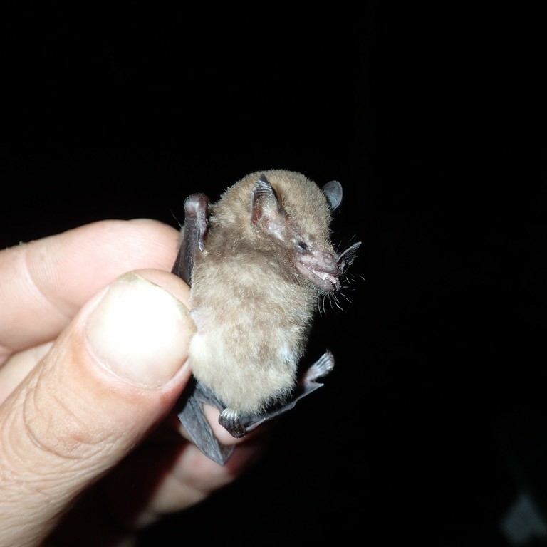 Chestnut Long-tongued Bat