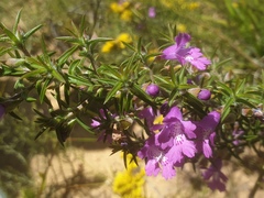 Hemiandra glabra