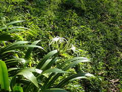 Hymenocallis speciosa