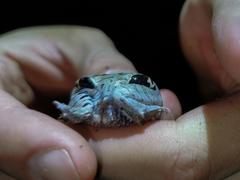 Physalaemus nattereri