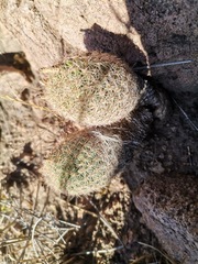 Escobaria chihuahuensis