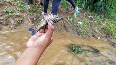 Cherax quadricarinatus