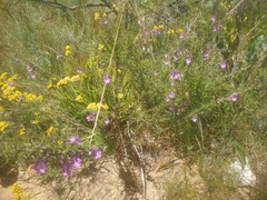 Hemiandra glabra