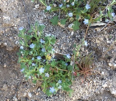 Nemophila menziesii integrifolia