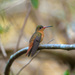 Cinnamon Hummingbird - Photo (c) Sergey Yeliseev, some rights reserved (CC BY-NC-ND)