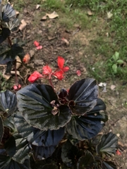 Begonia semperflorens-cultorum