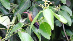 Cinnamon Hummingbird photo 4