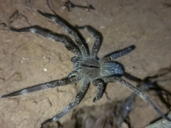 Phoneutria eickstedtae