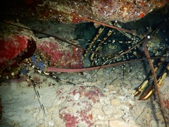 Panulirus ornatus