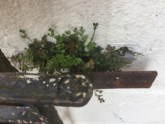 Asplenium ruta-muraria