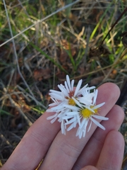 Symphyotrichum hallii