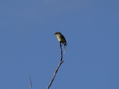 Lichenostomus cratitius