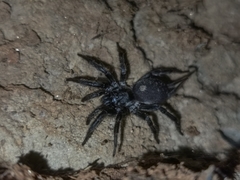 Ischnothele annulata