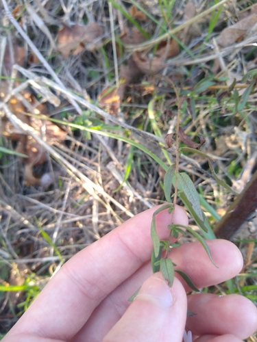 Image of Symphyotrichum hallii by no rights reserved