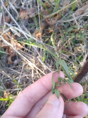 Symphyotrichum hallii