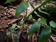 Sambucus australasica
