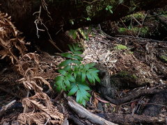 Sambucus australasica