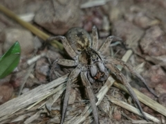 Pavocosa