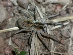 Pavocosa