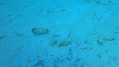 Epinephelus guttatus