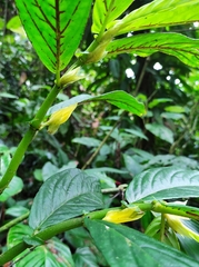 Columnea picta