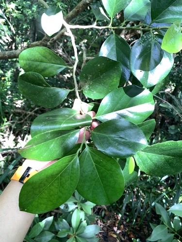 Gomphandra luzoniensis (Gomphandra luzoniensis)