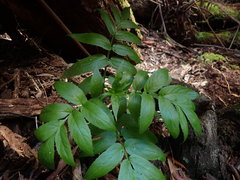 Sambucus australasica