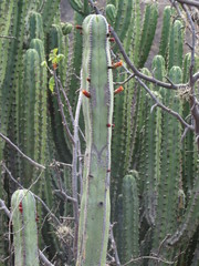 Lophocereus marginatus