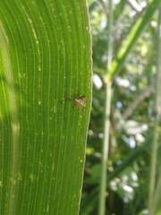 Verrucosa undecimvariolata