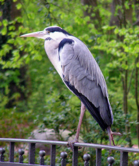 Ardea cinerea