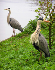 Ardea cinerea