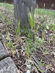 Hordeum murinum glaucum