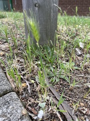Hordeum murinum glaucum