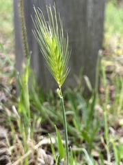 Hordeum murinum glaucum