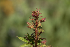 Rose rosette emaravirus