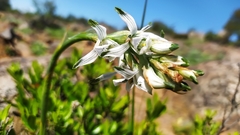 Chloraea multiflora