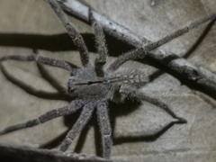 Phoneutria eickstedtae