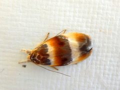Piloprepes anassa