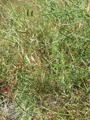 Vicia pulchella