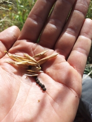 Vicia pulchella