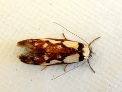 Philobota partitella