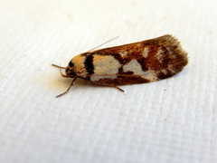 Philobota partitella