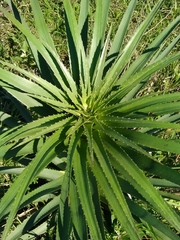 Eryngium eburneum