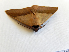 Ophyx ochroptera