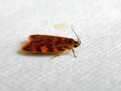 Oligoloba severa