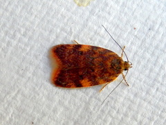Oligoloba severa
